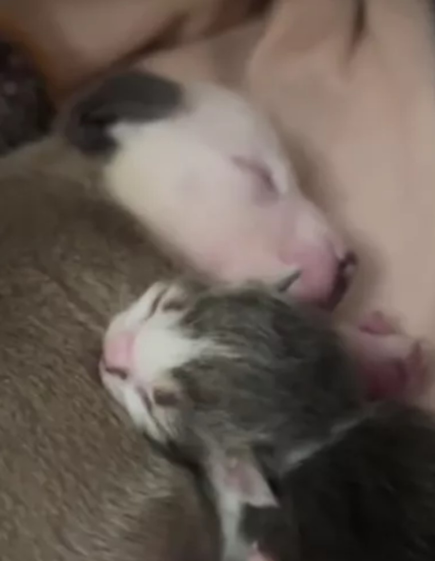 puppy and kitten sleeping