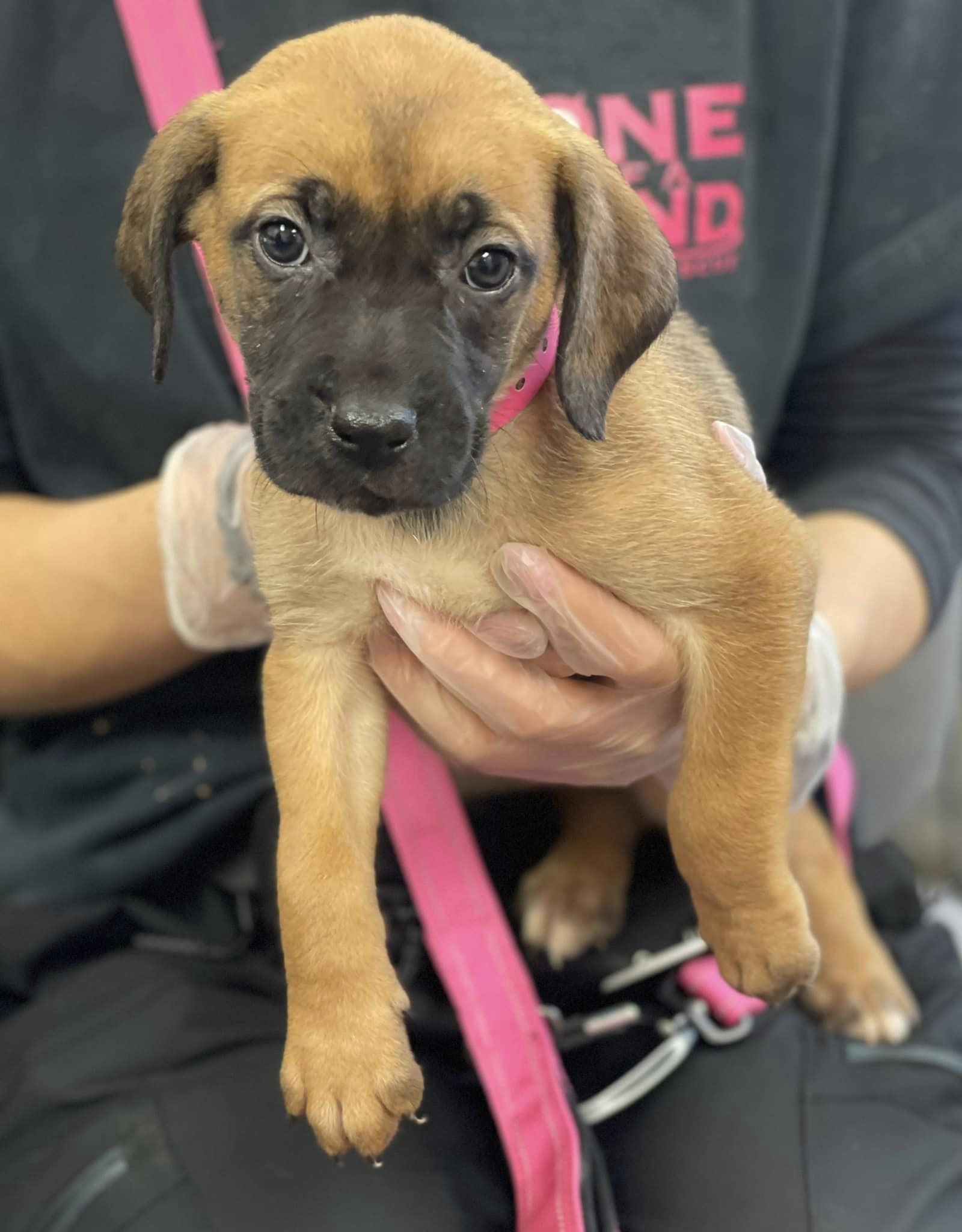 puppy being held