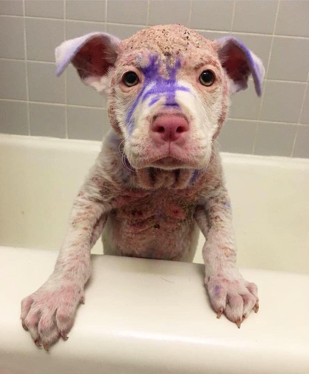 puppy covered in paint standing in bathtub