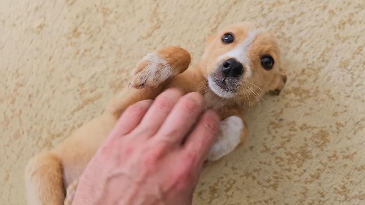 puppy getting tickled