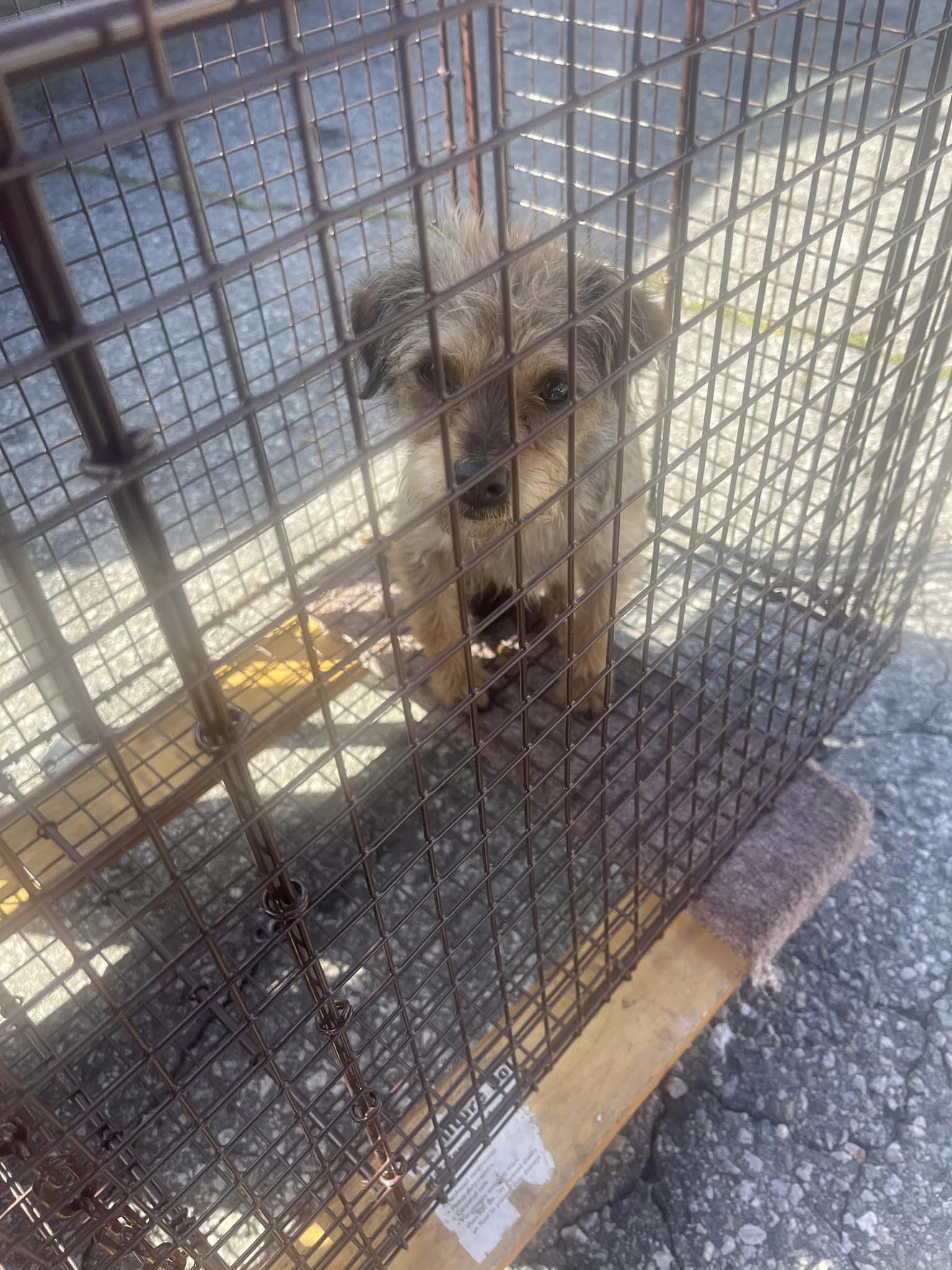 puppy in a cage