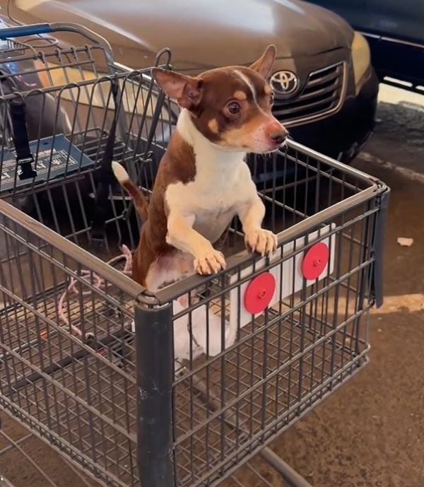 puppy in cart