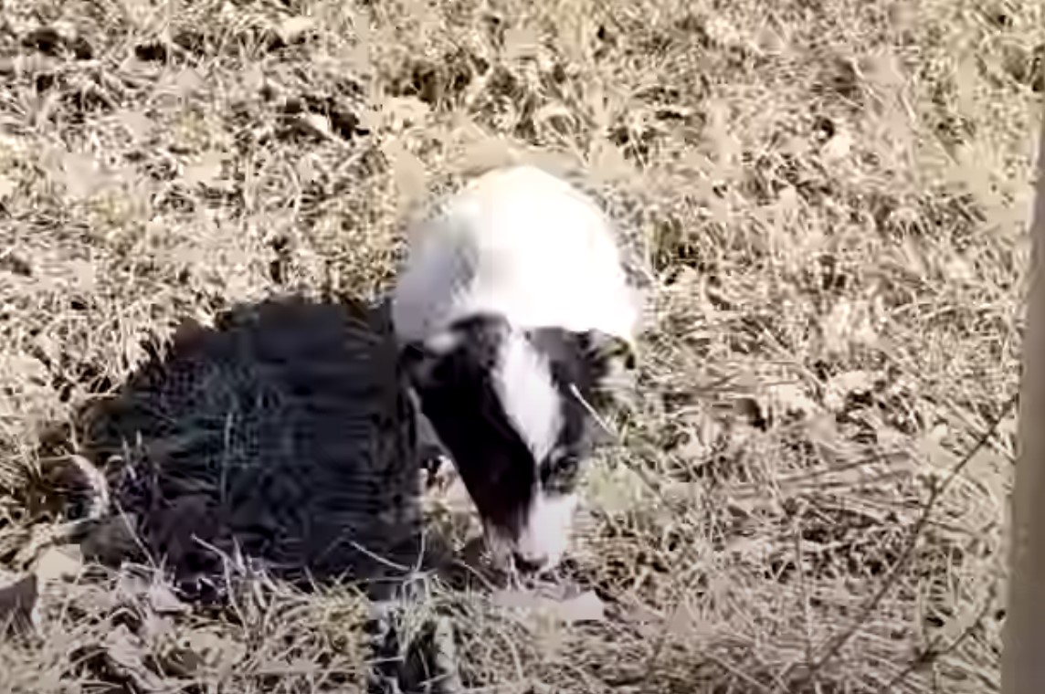 puppy in sunlight