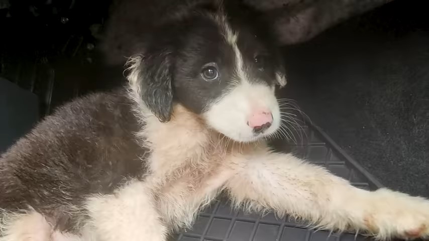 puppy in the car