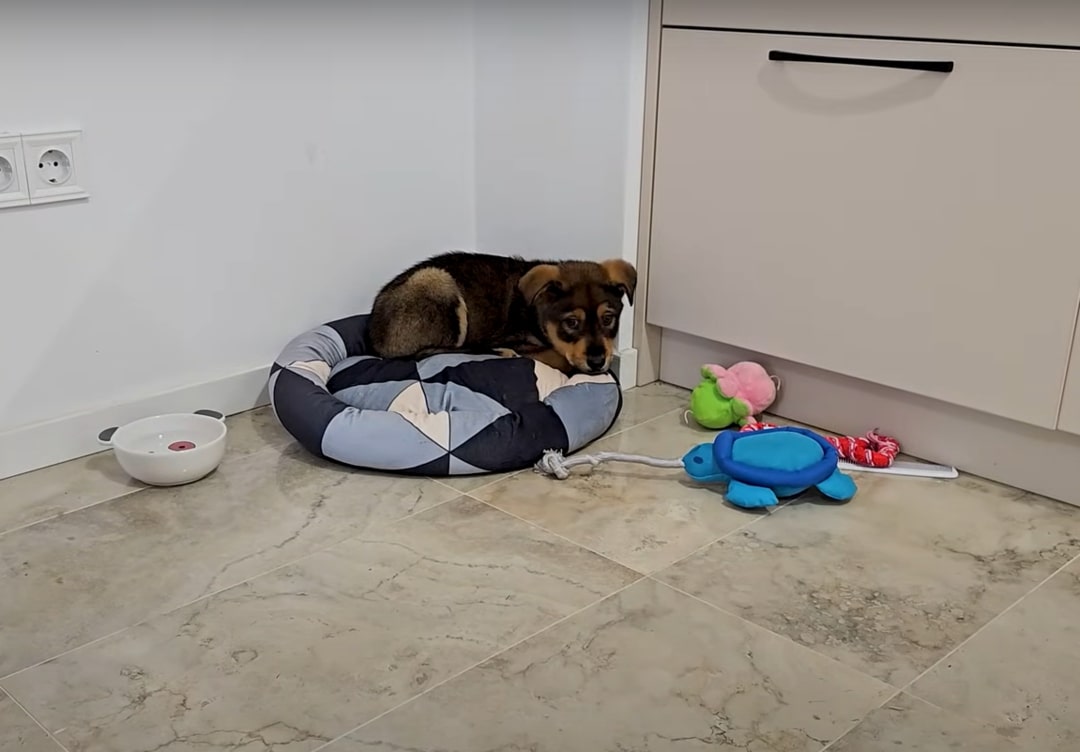 puppy laying in a corner