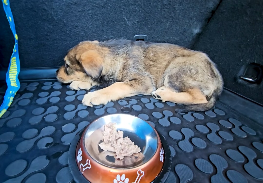 puppy laying in a trunk