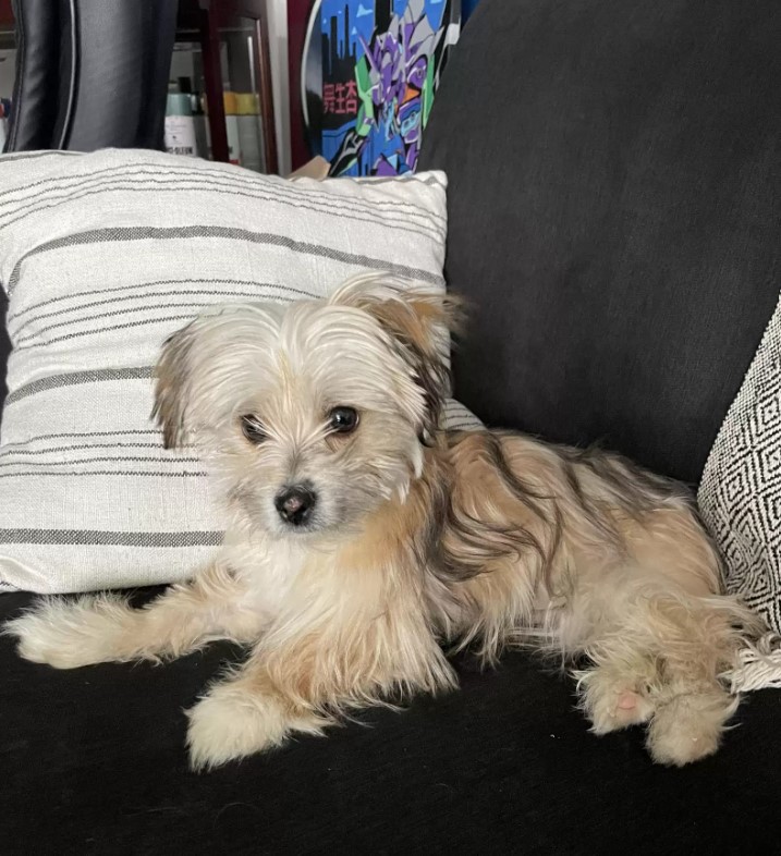 puppy lying on a couch