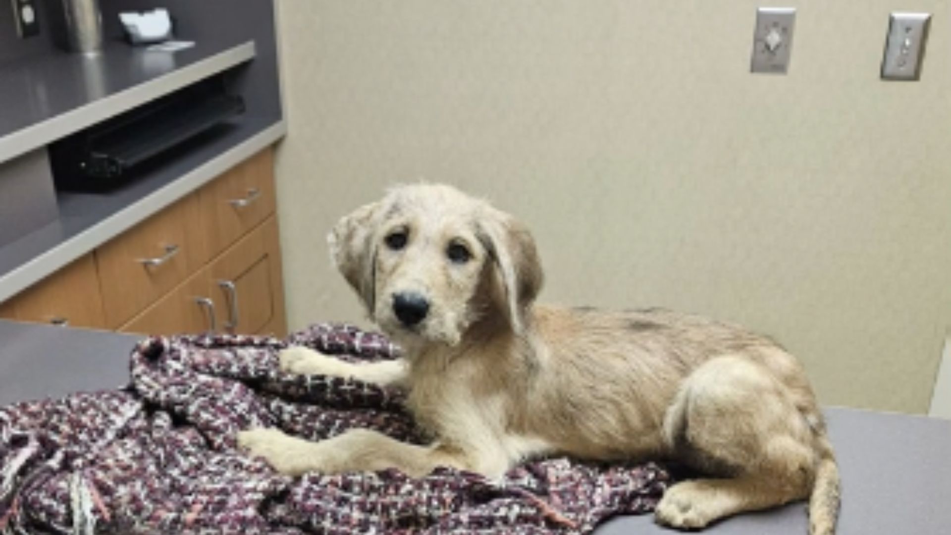 puppy lying on bed