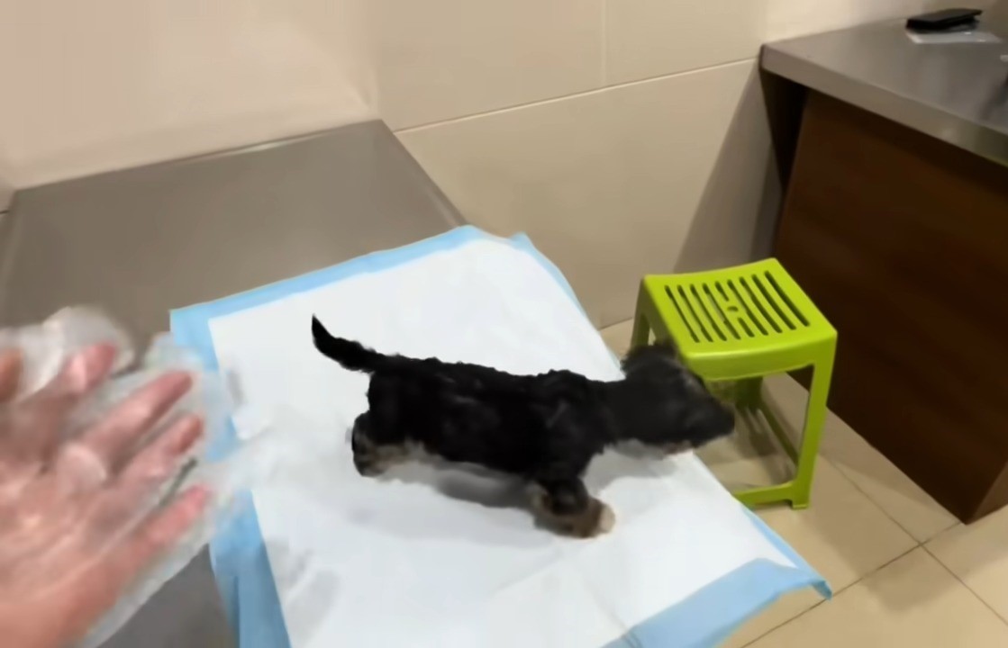 puppy on a white mat