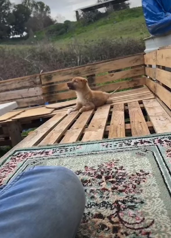 puppy on the wooden bench