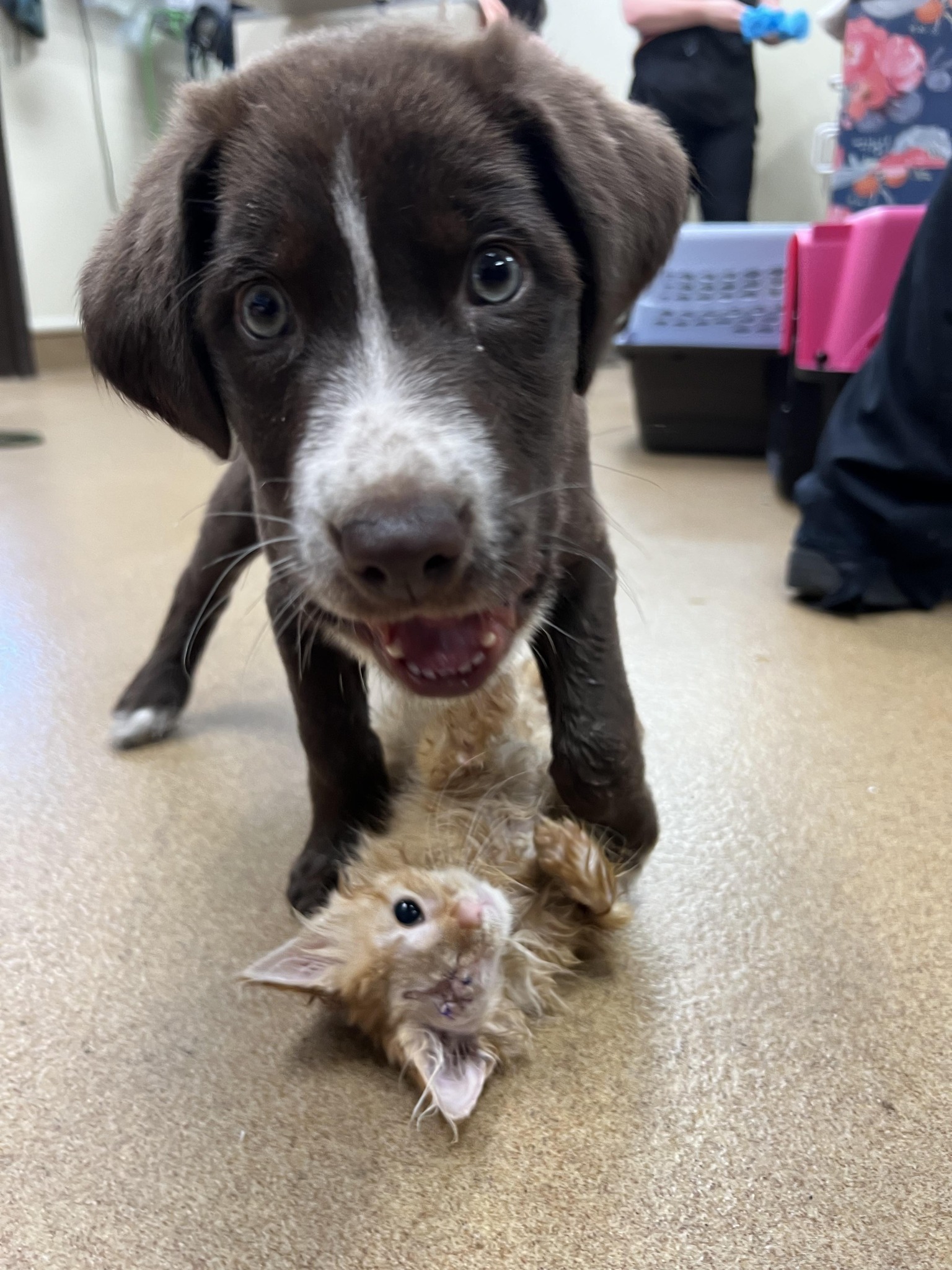 puppy playing with kitten