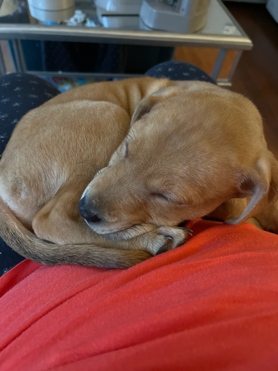 puppy sleeping calmly