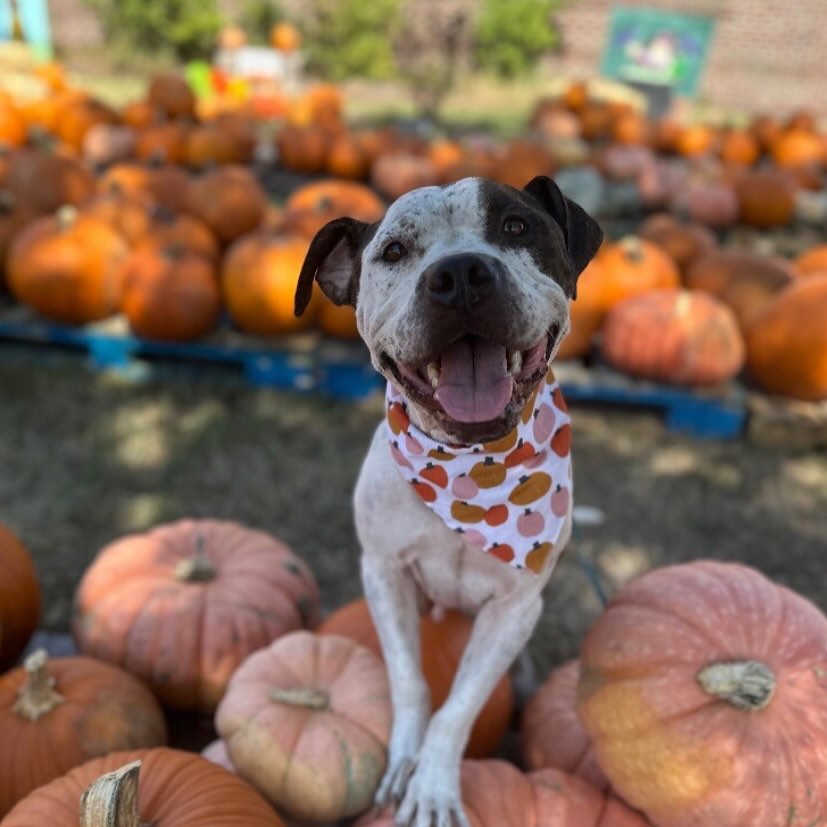 puppy surrounded with pumpkins