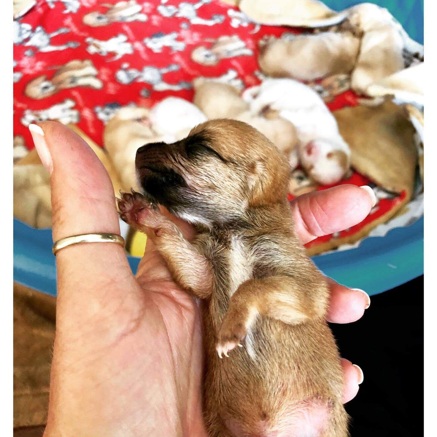 puppy without one ear in human hand