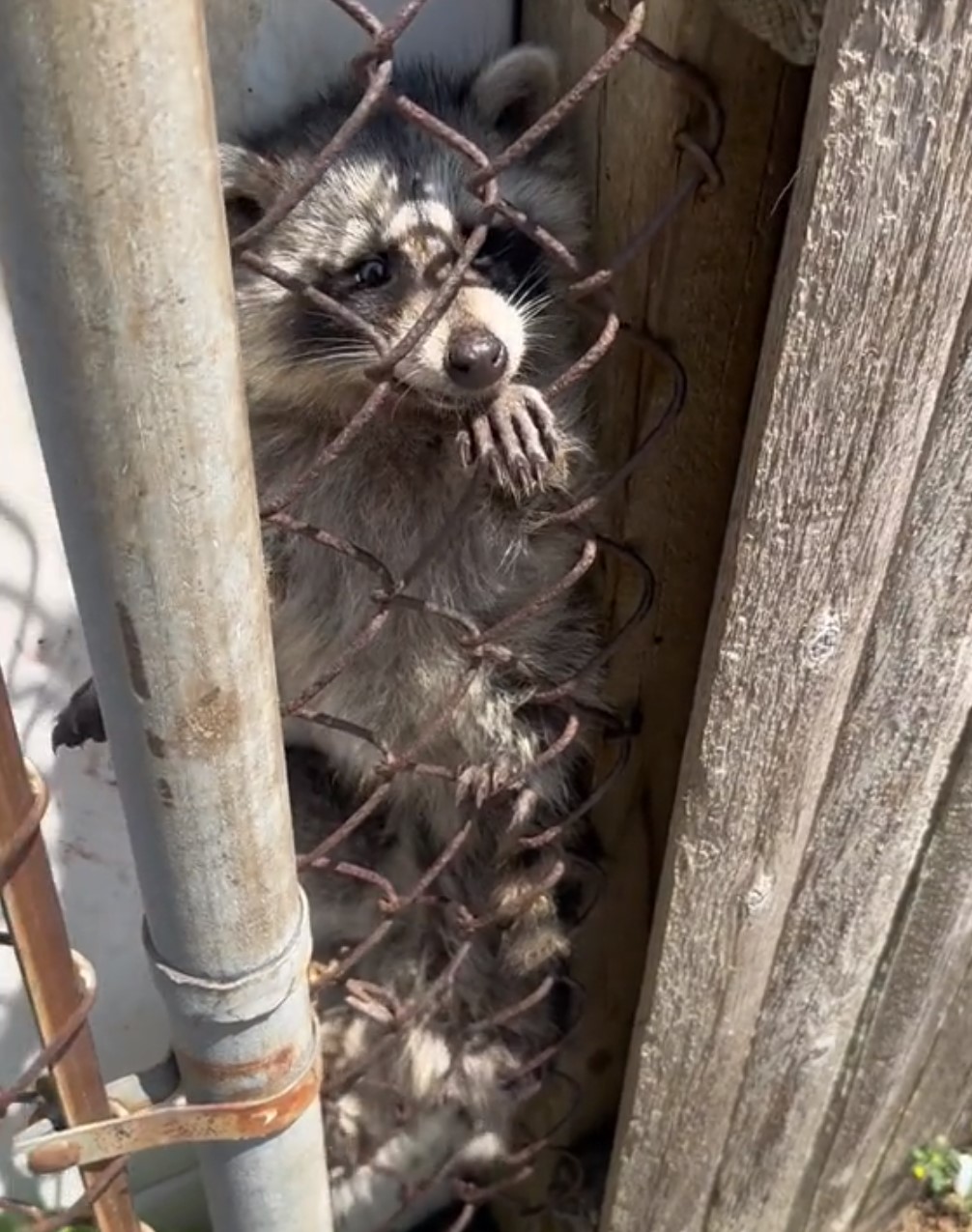 raccoon on fence