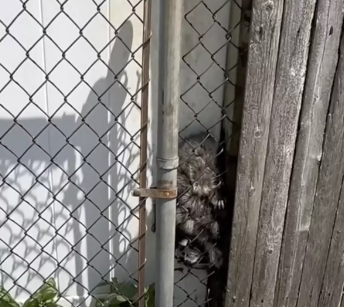 raccoon stuck in fence