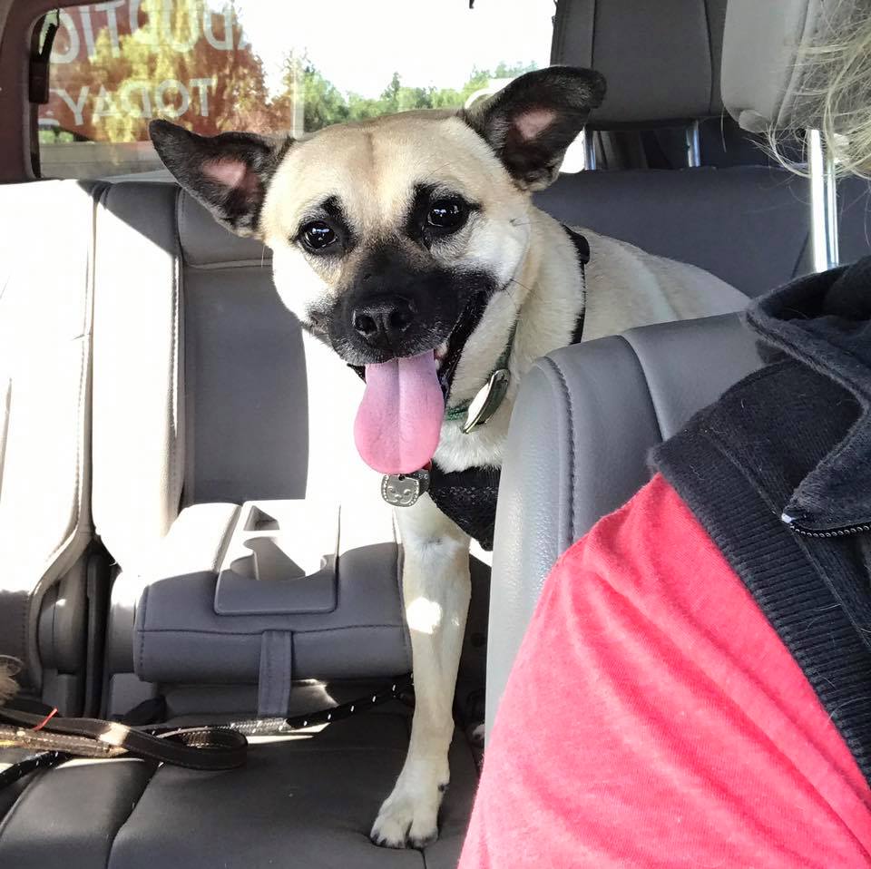 recovered dog in a car