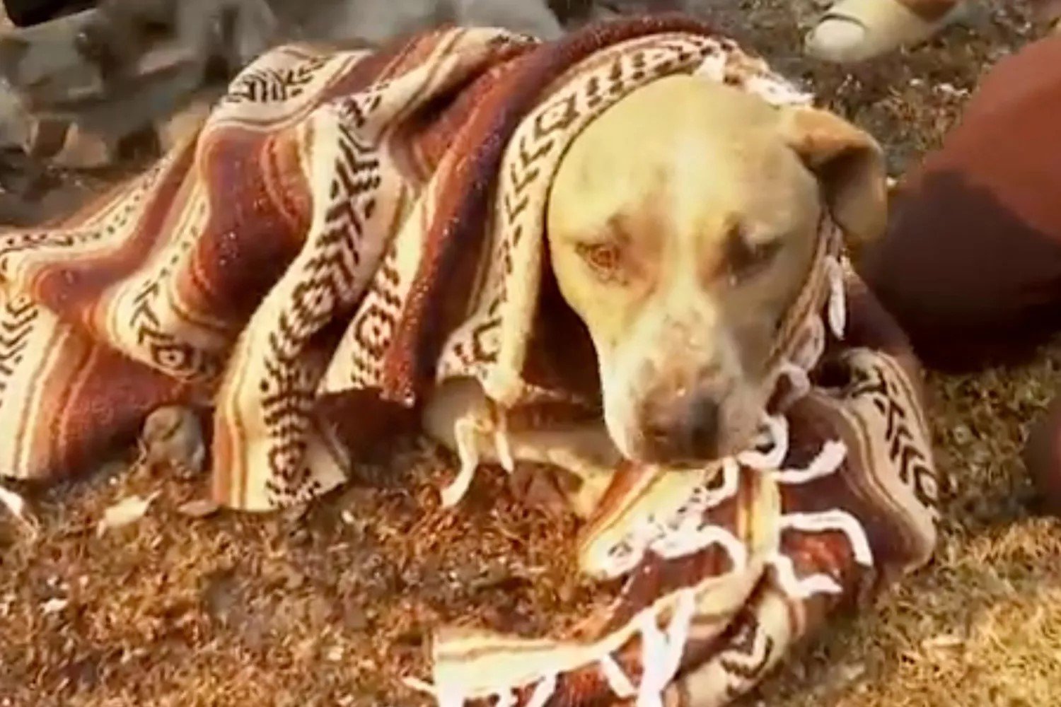 rescued brown dog wrapped in a blanket