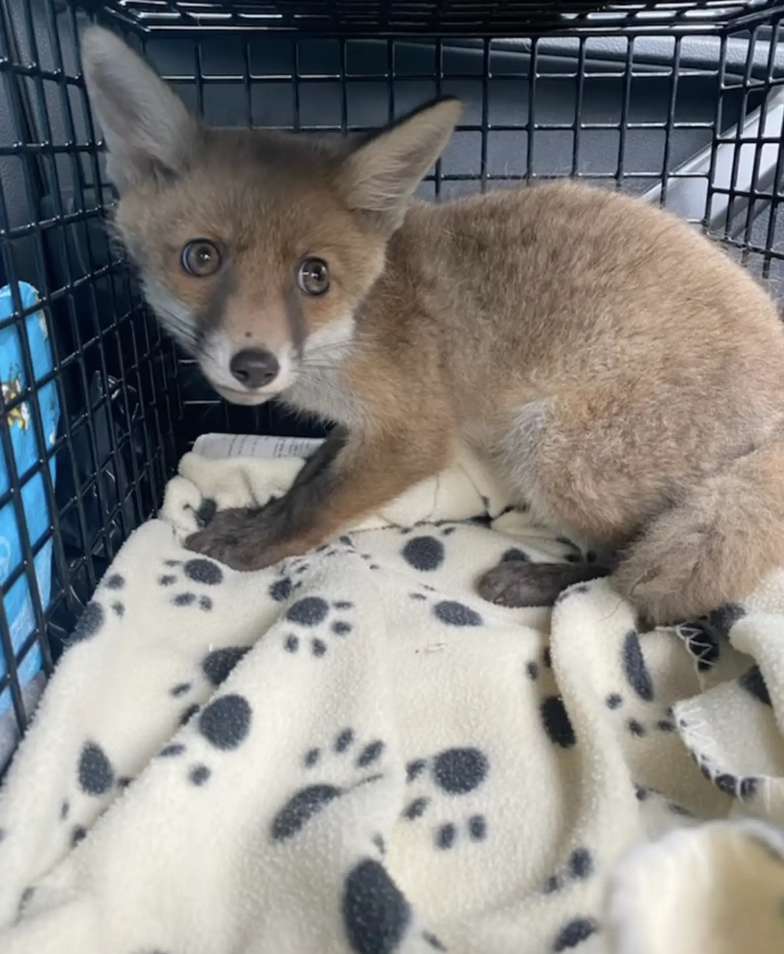 rescued cub in a kennel