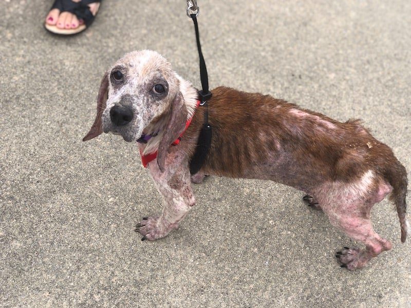 rescued dog in a poor shape