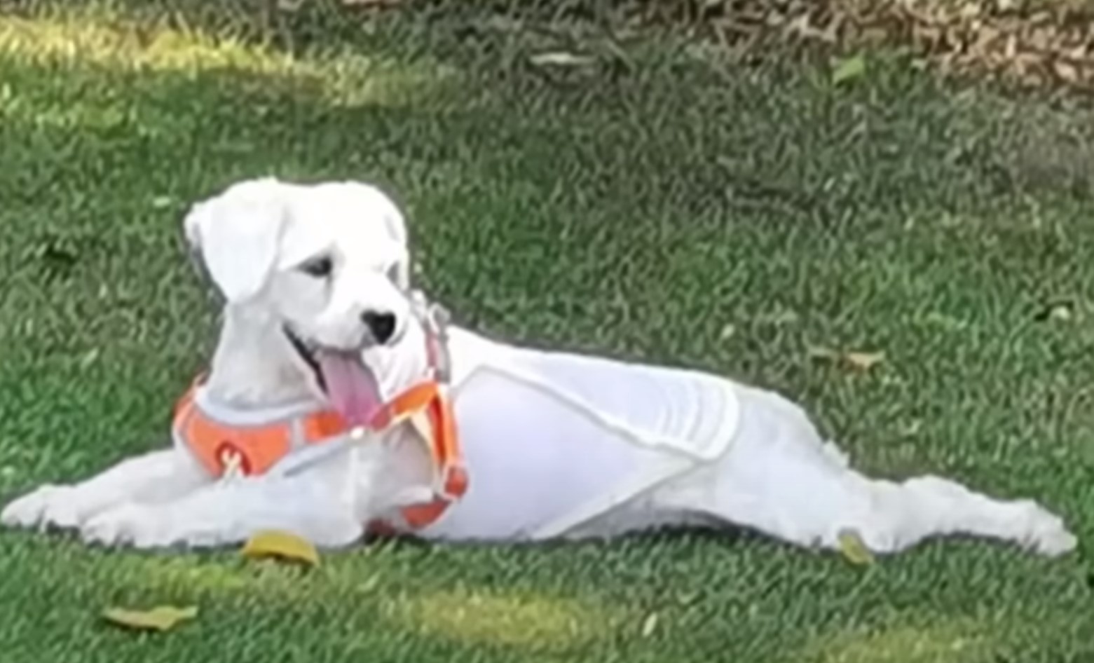 rescued dog lying on grass