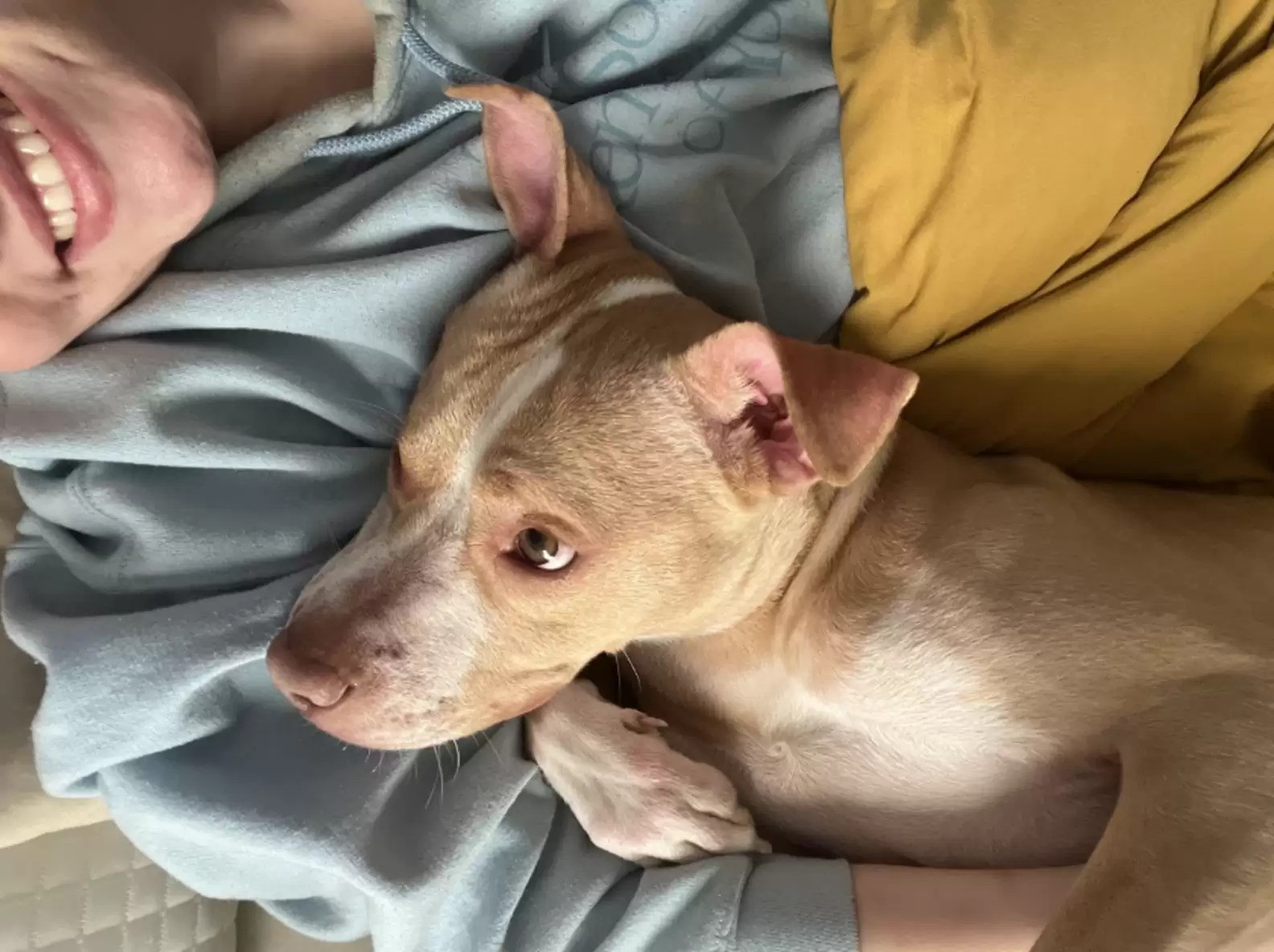 rescued dog on the bed