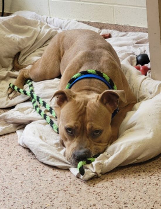 rescued pitty in bedroom