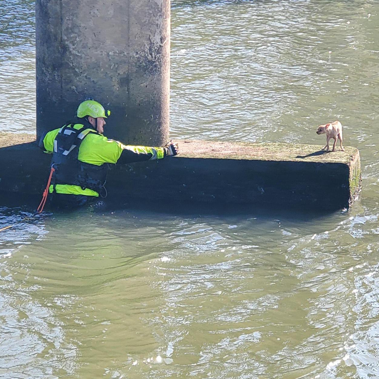 rescuer and dog