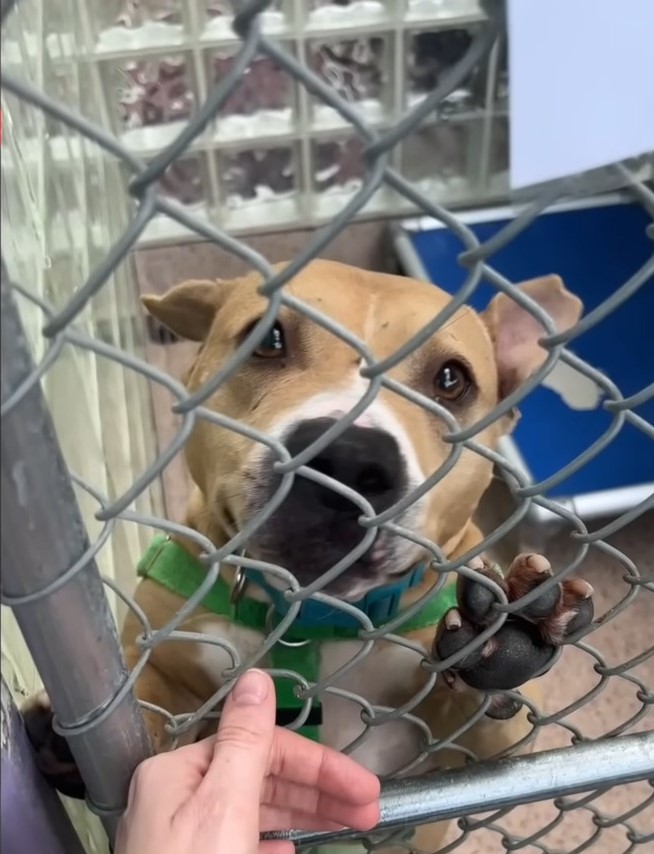 sad dog in a shelter