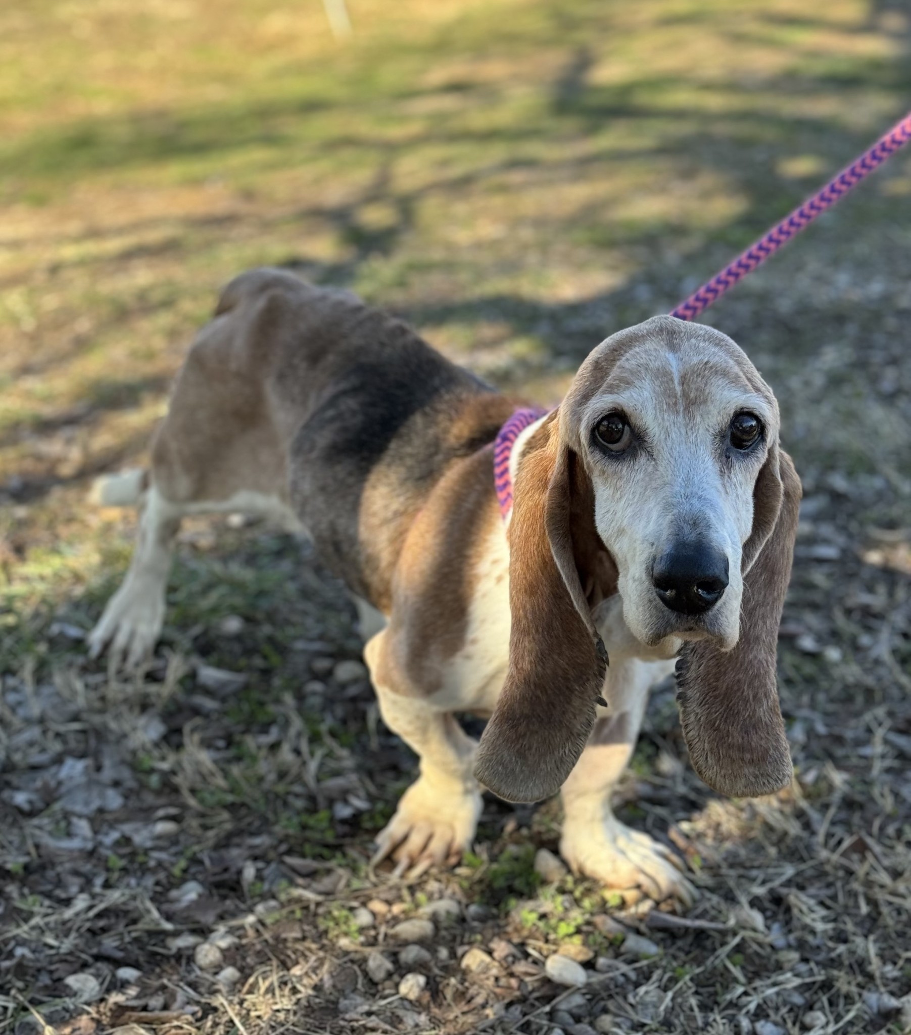 sad dog on a leash