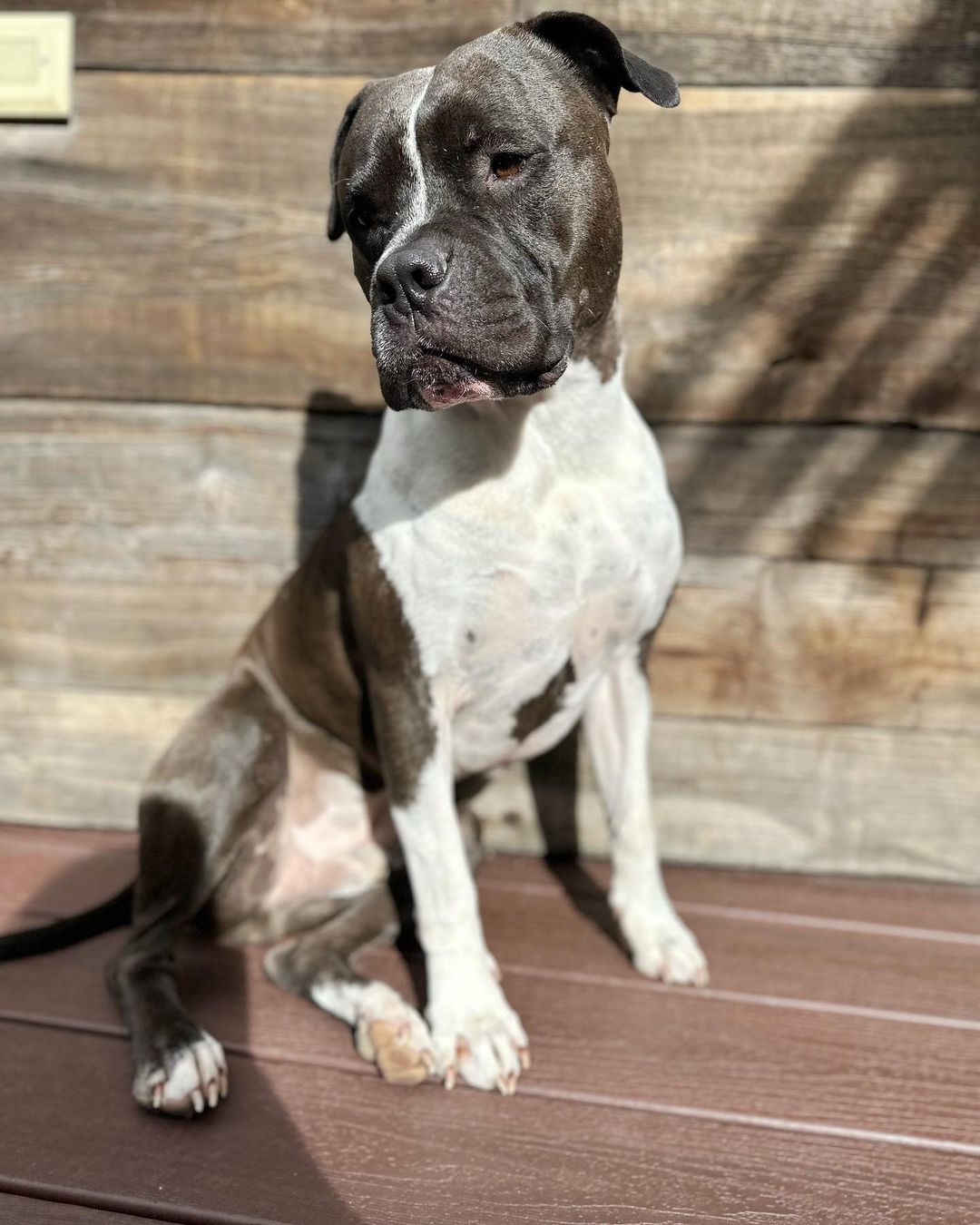 sad dog sitting on wooden deck