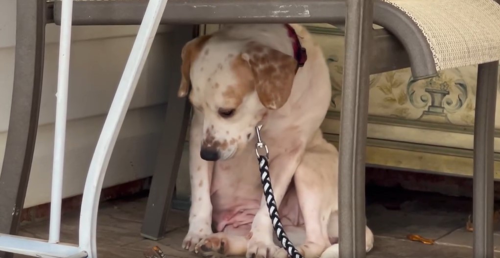 sad dog under table