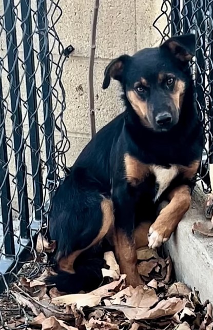 scared dog sitting by the wall