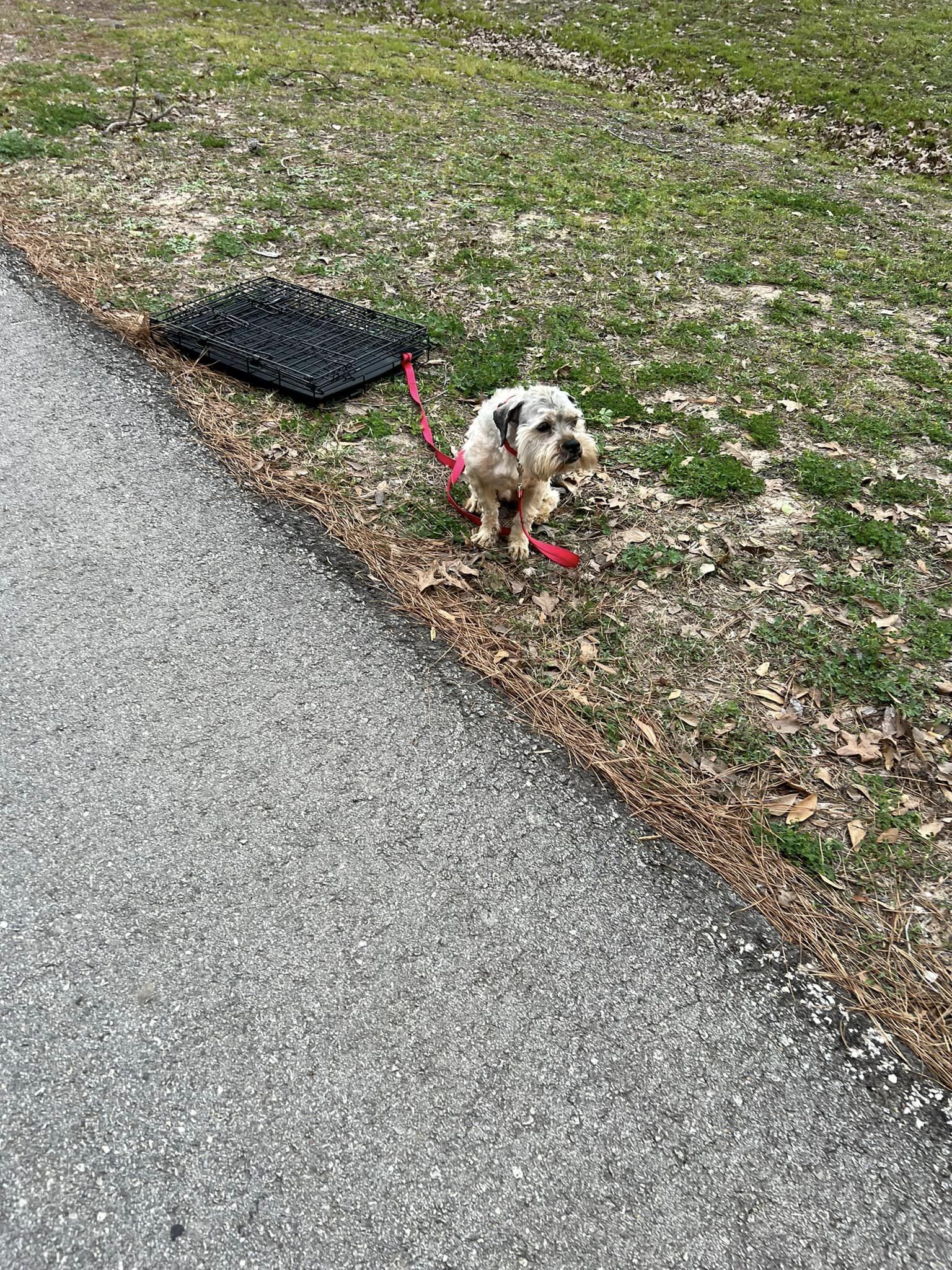 scared dog tied to the crate