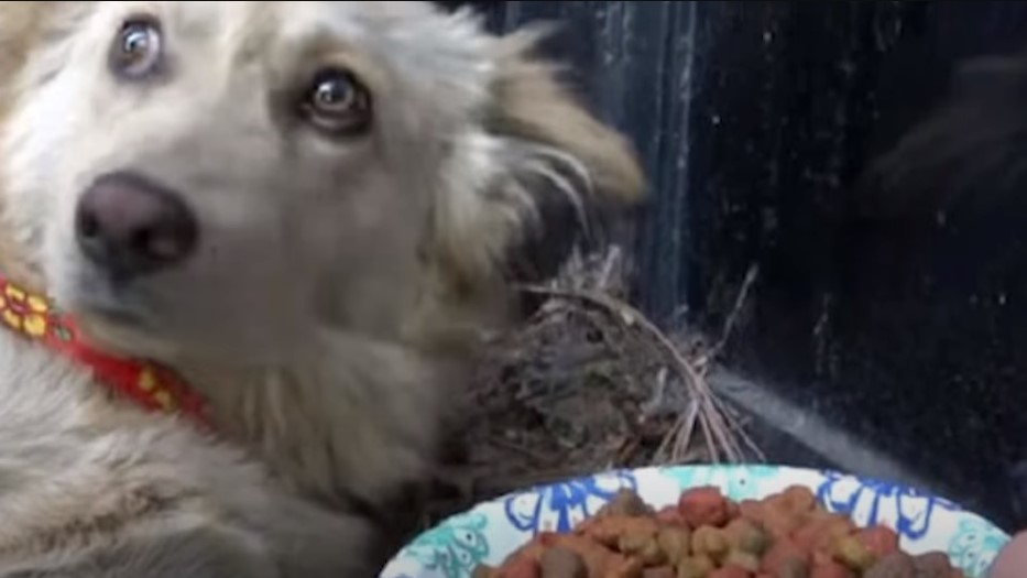 scared dog with food bowl