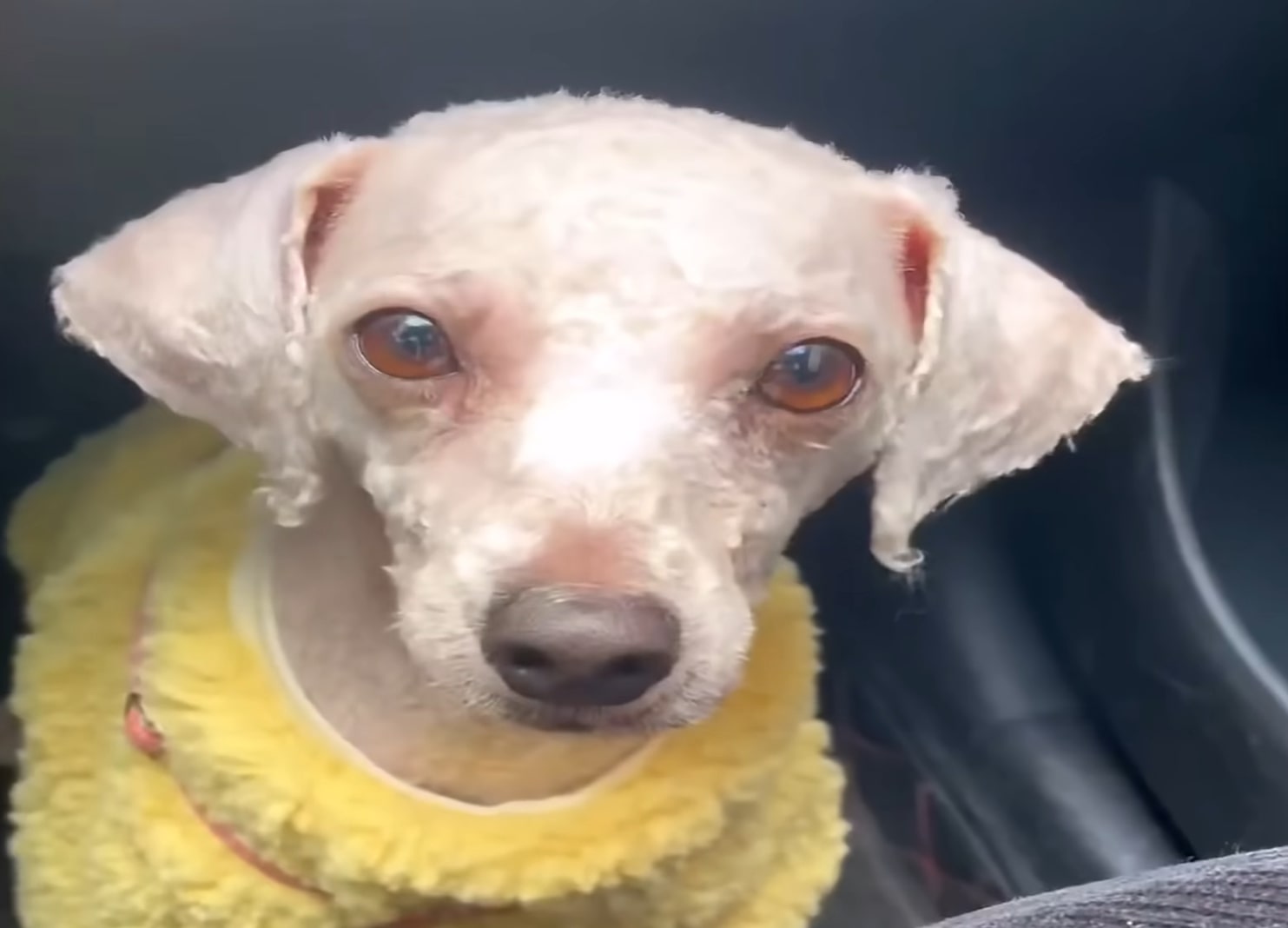 shaved dog dressed in yellow sweater