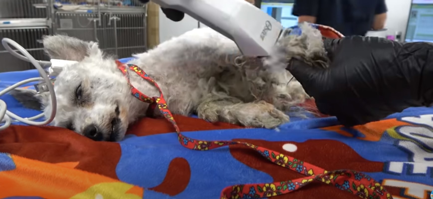 shaving white dog