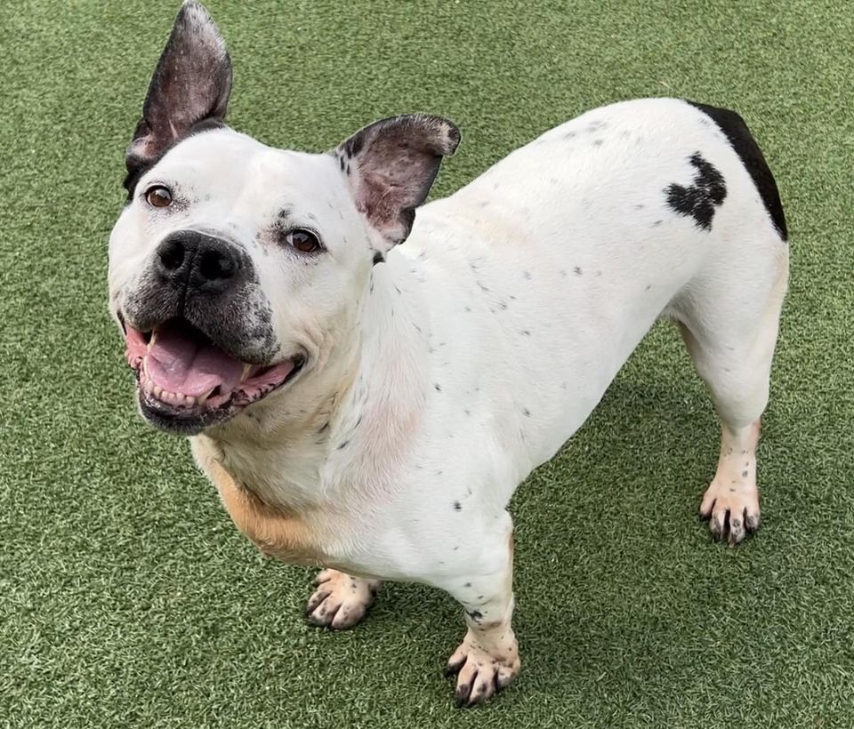 shelter dog standing on green grass