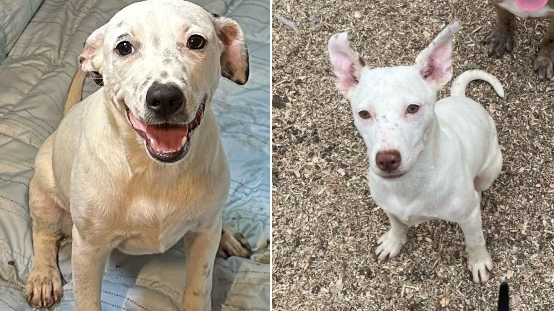 sibling dogs at the shelter