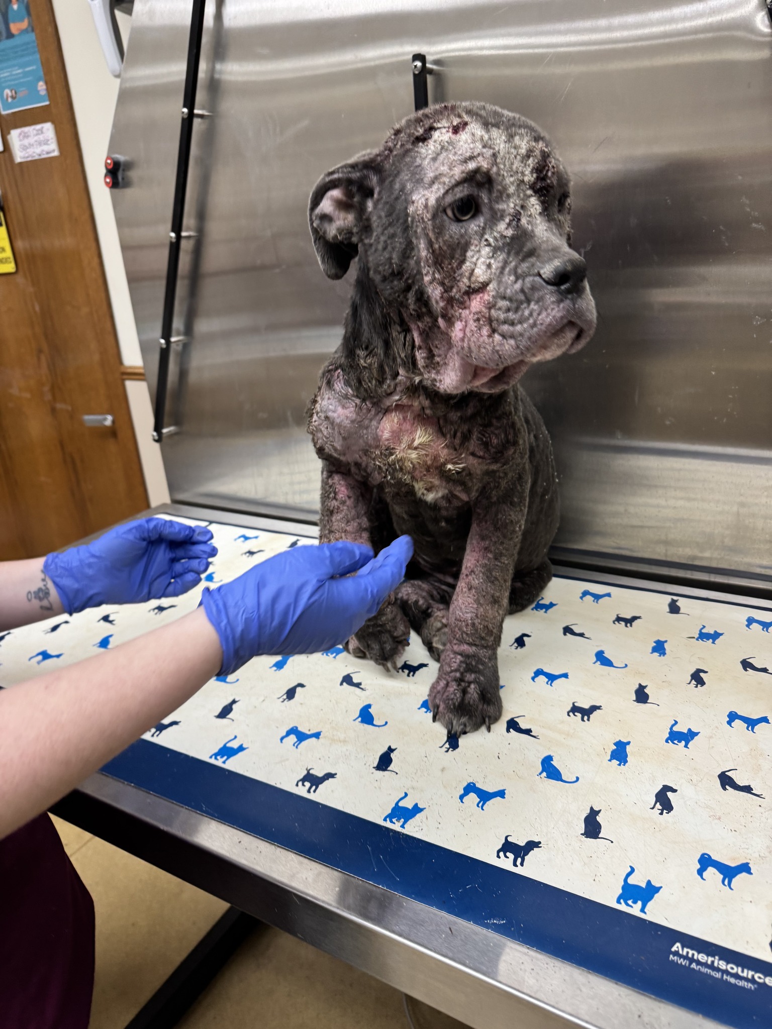 sick dog being examined