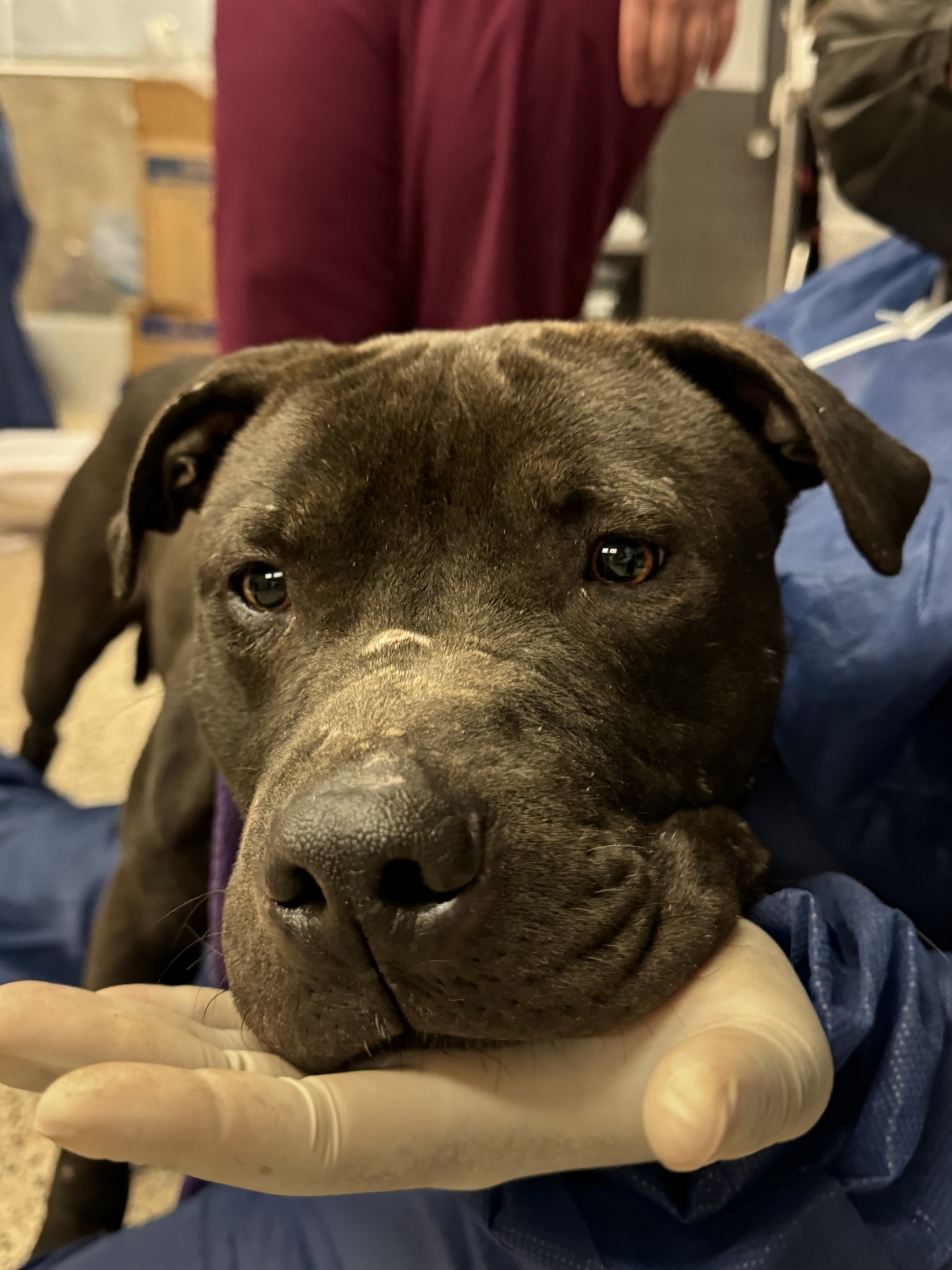 sick dog resting its head on a woman's hand