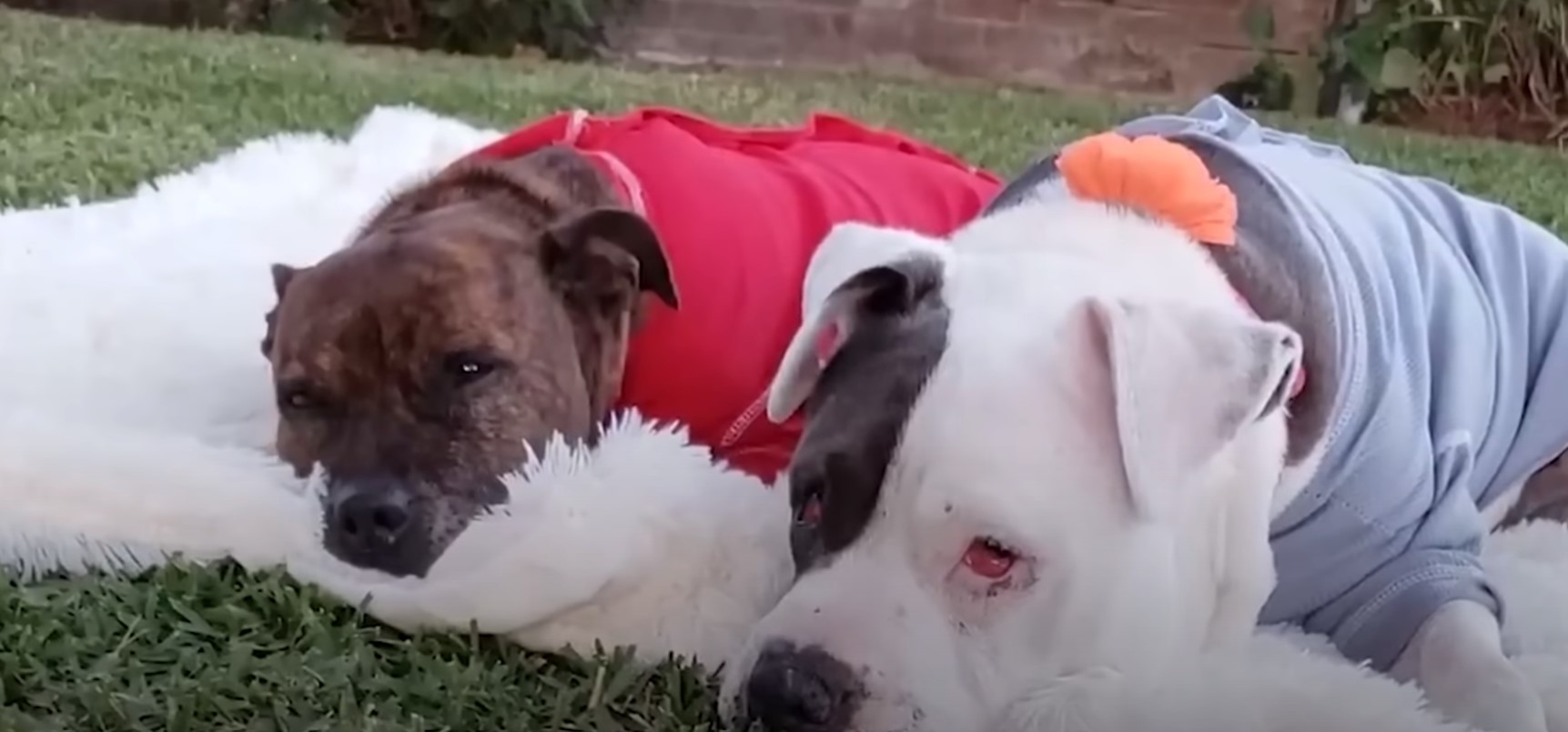 sister pitties lying together