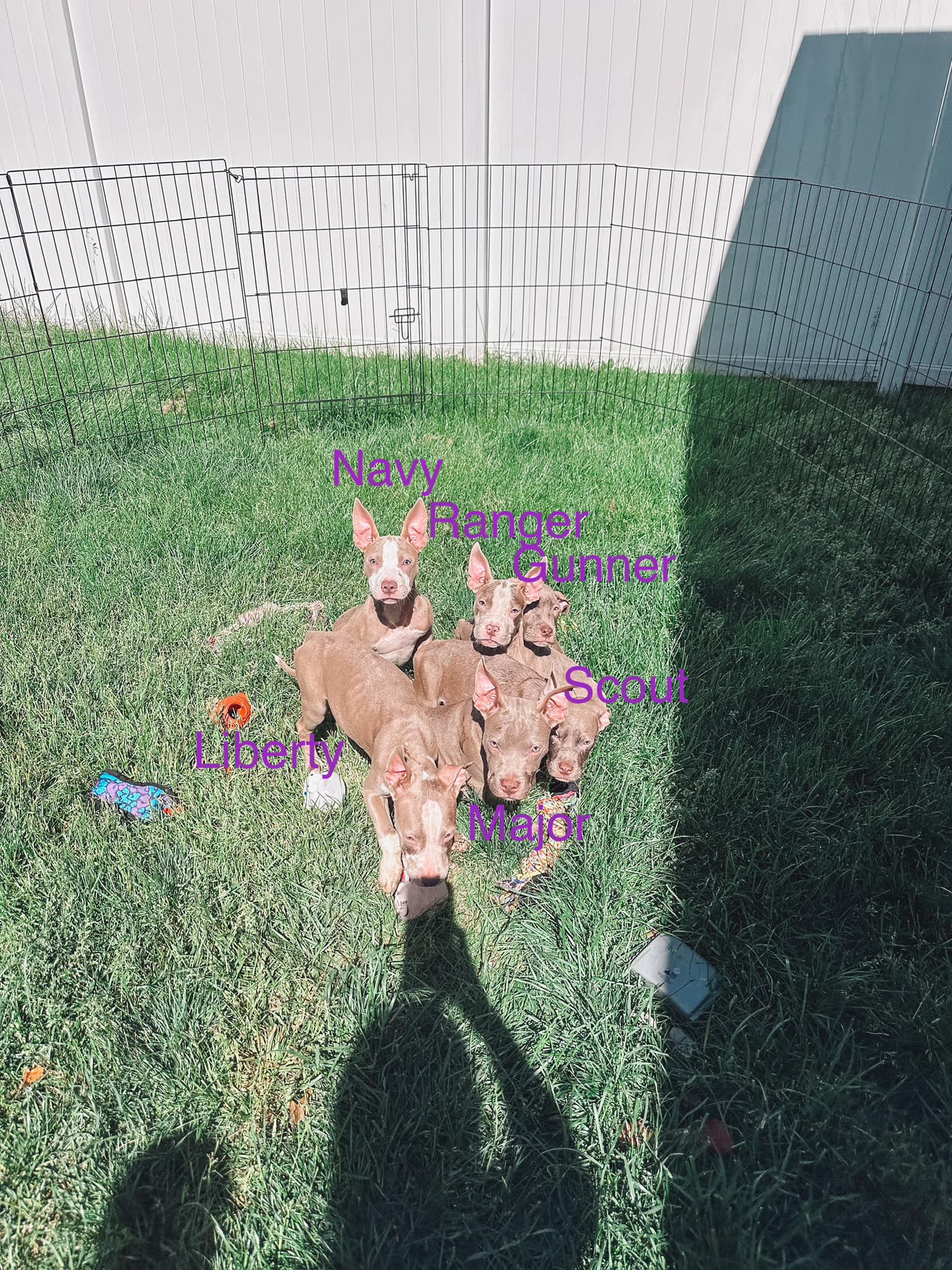 six brown puppies