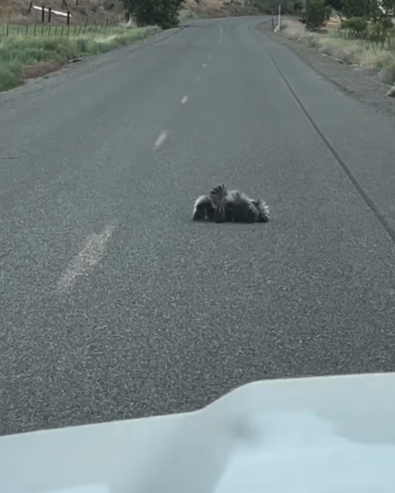 skunk laying on the road