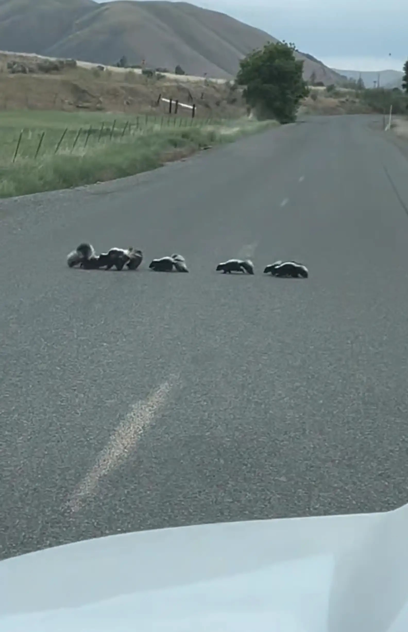 skunks on the road