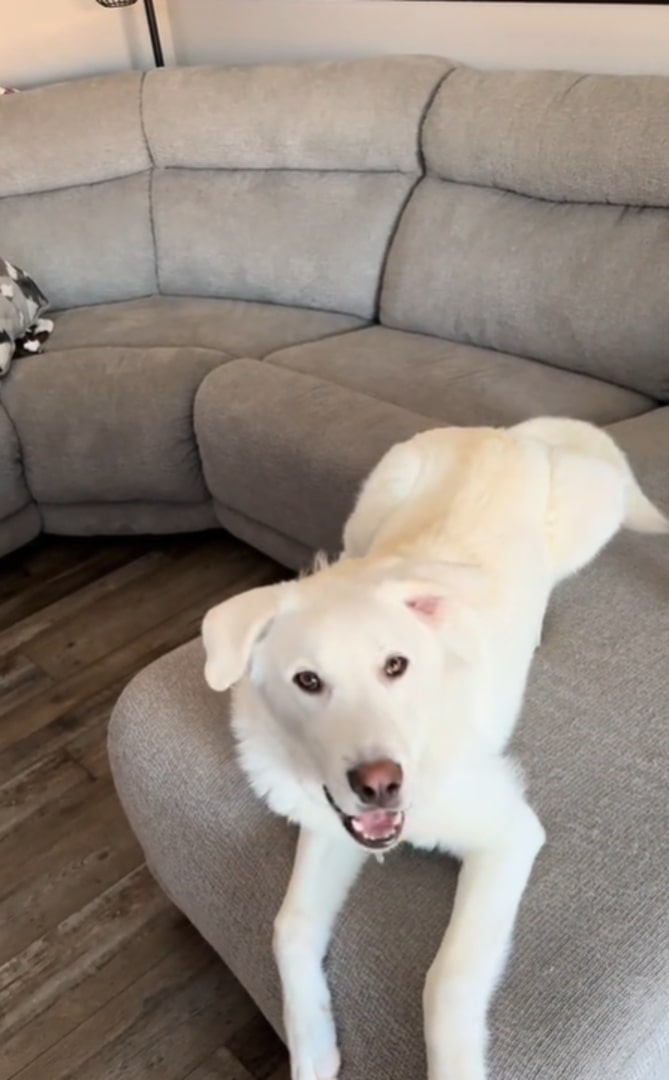 smiling white dog lying on the couch