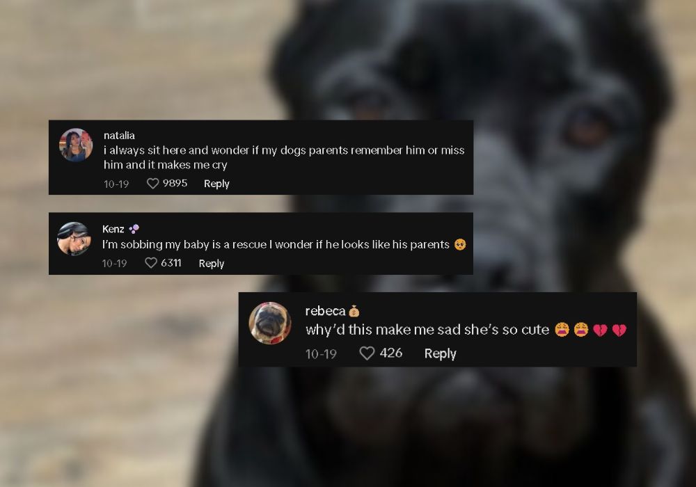 social media comment about dog