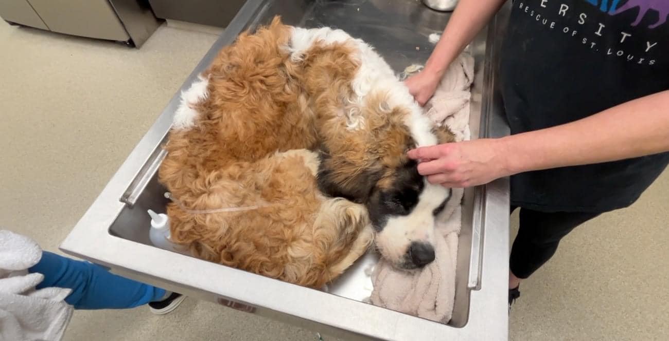 st bernard dog curled up