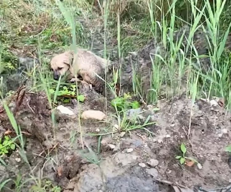 Stray dog resting on the grass