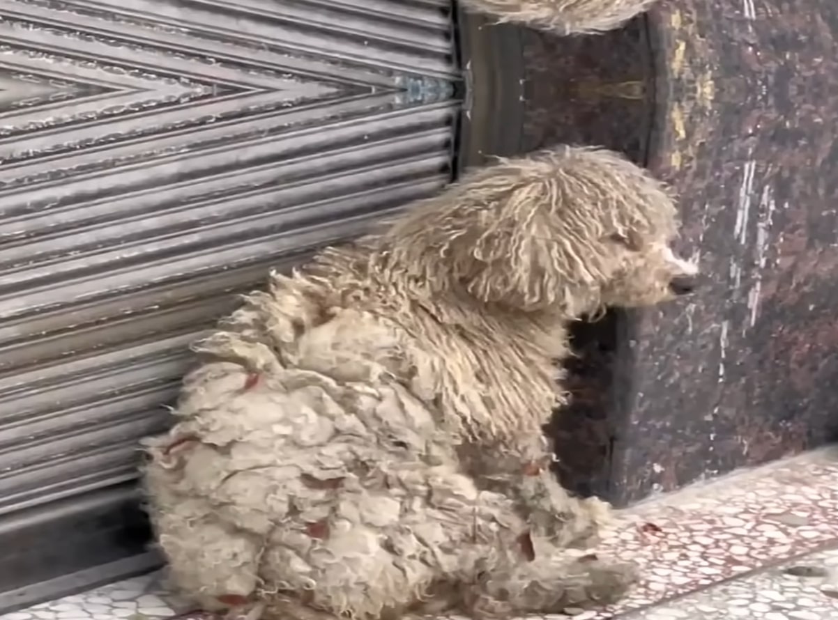 stray dog sitting outdoor